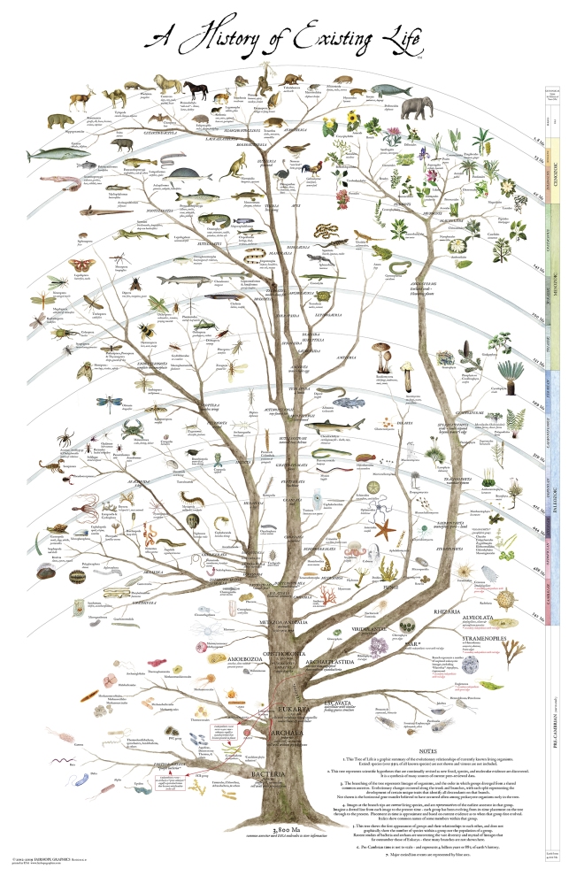 A History of Existing Life — Fairhope Graphics - Evolutionary Trees -  Phylogenetic Trees - Natural History Gift Wrap